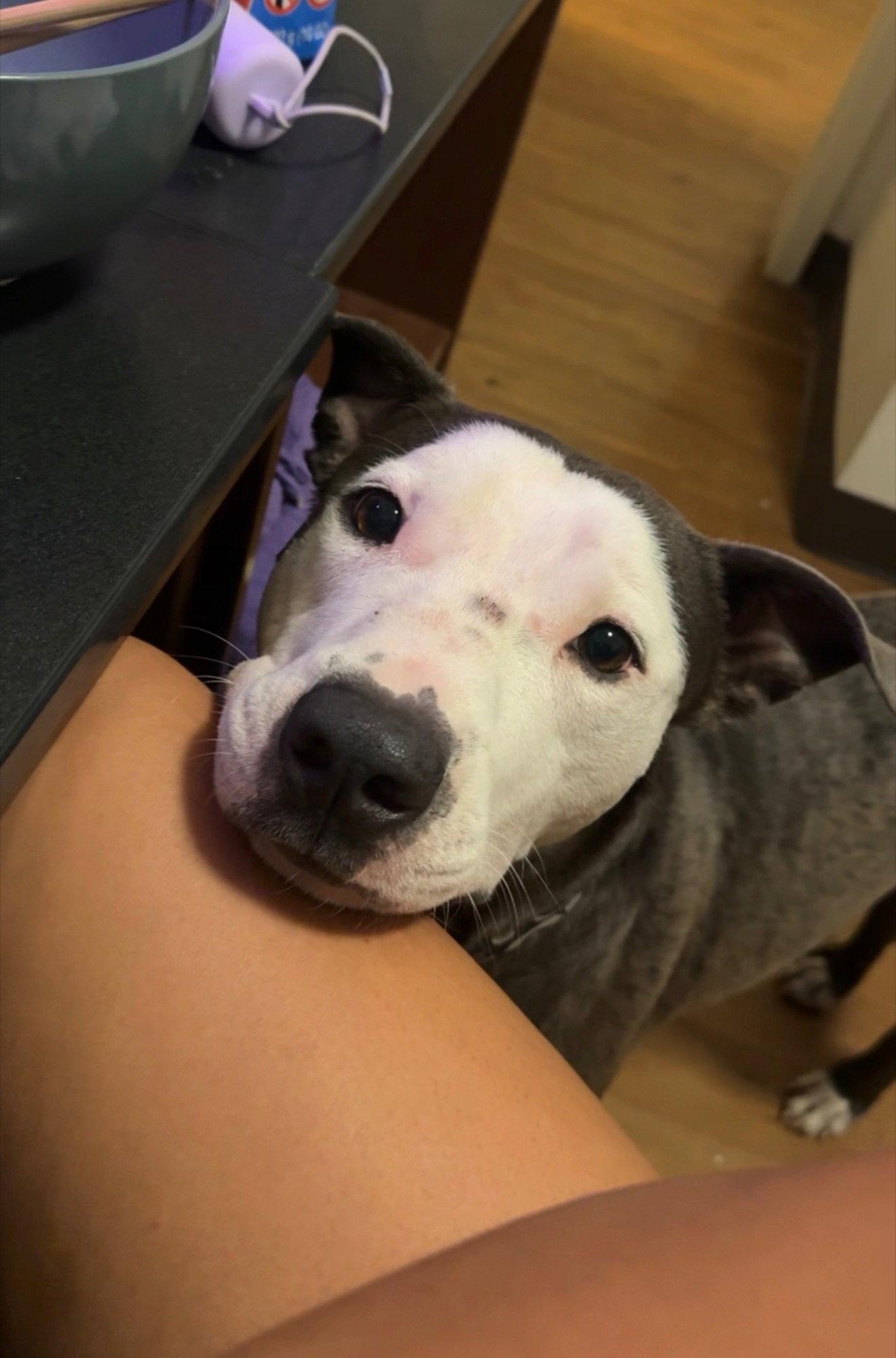 Enlarge Enzo, a Adoptable American Staffordshire Terrier in Falfurrias, TX image 2/3