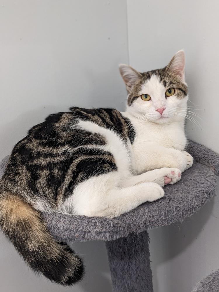 Wilkus, Adoptable, Kitten Male Domestic Short Hair.