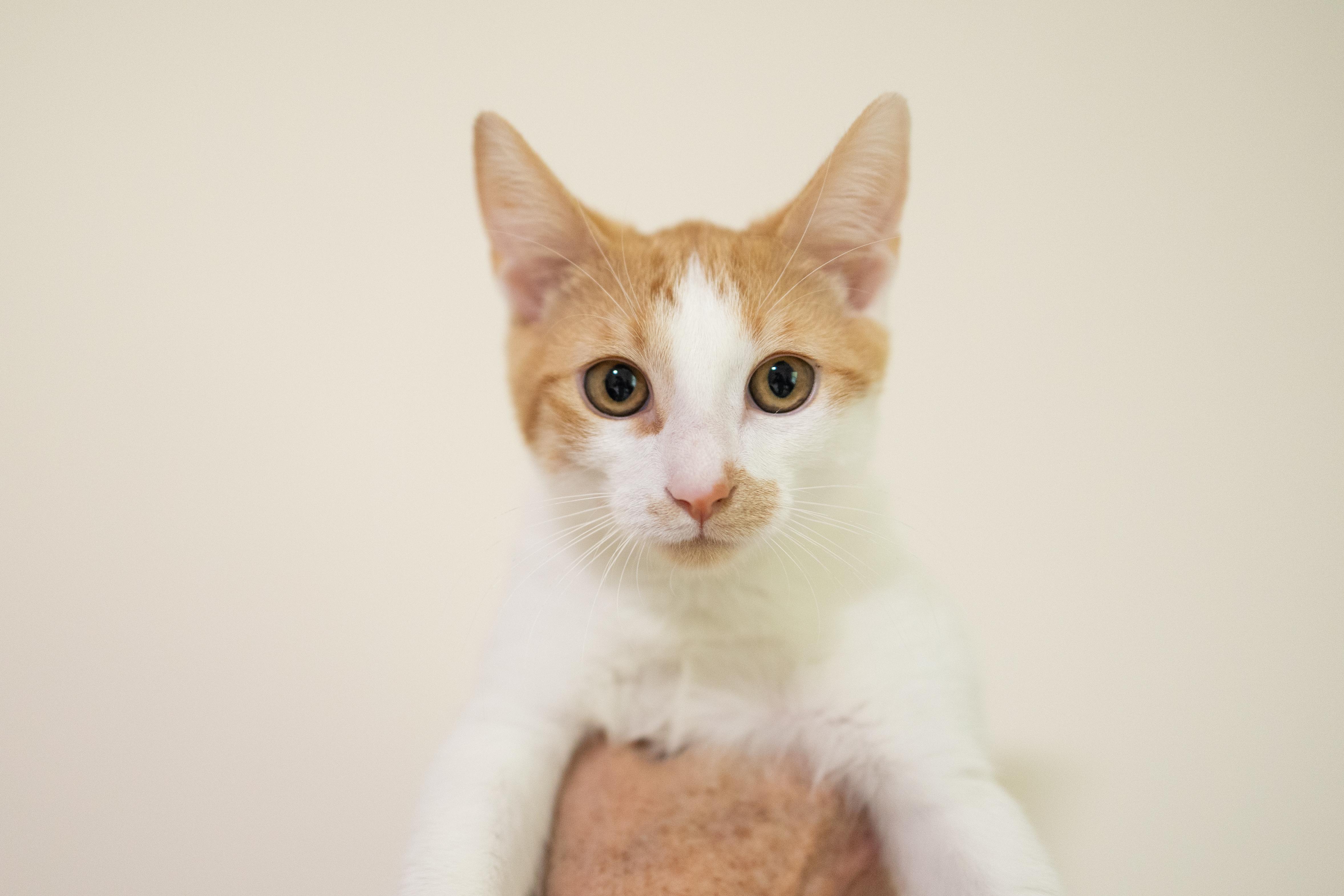 Enlarge Alvin, a Adoptable Domestic Short Hair in Avondale Estates, GA image 1/6
