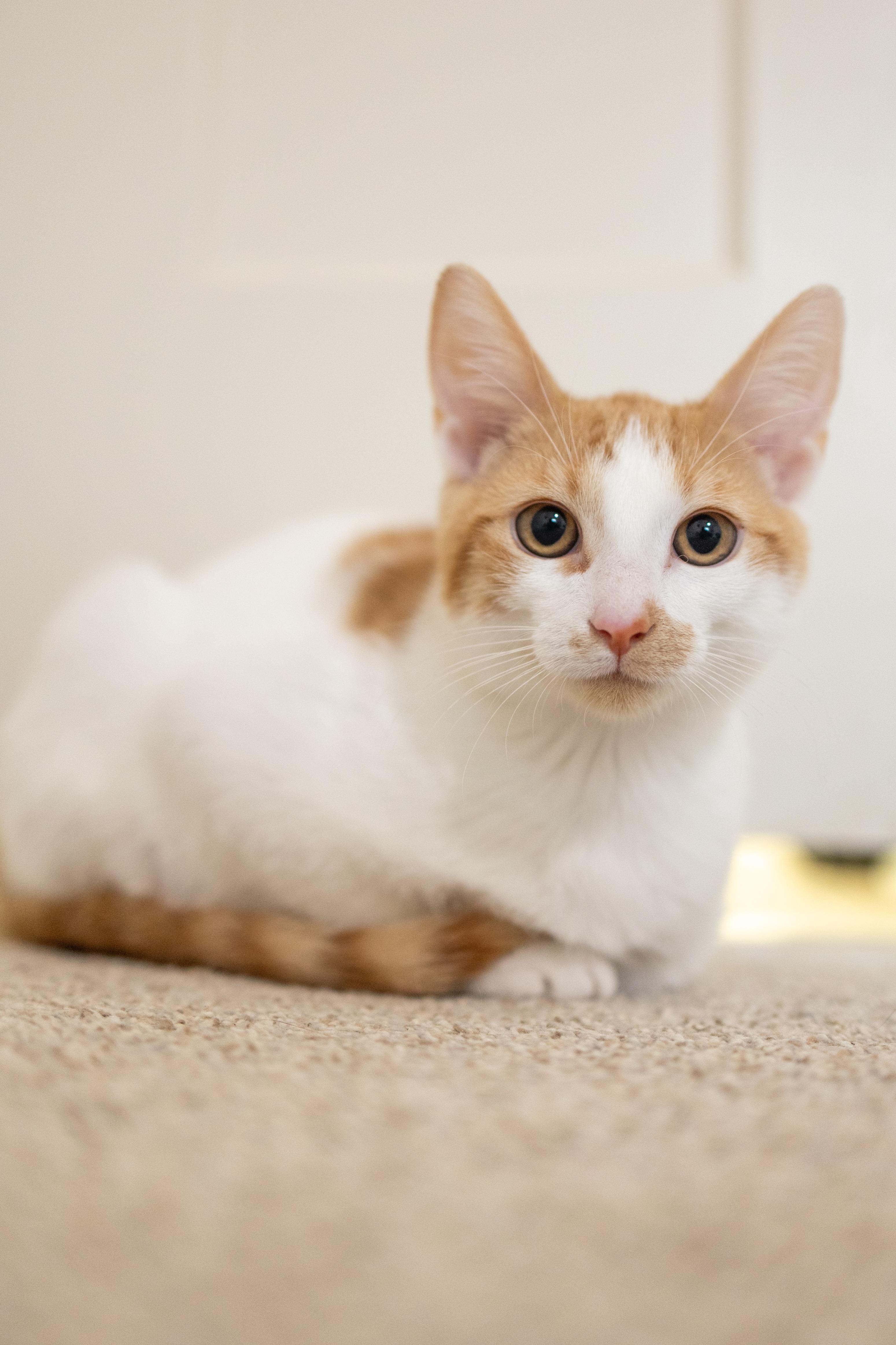 Enlarge Alvin, a Adoptable Domestic Short Hair in Avondale Estates, GA image 2/6