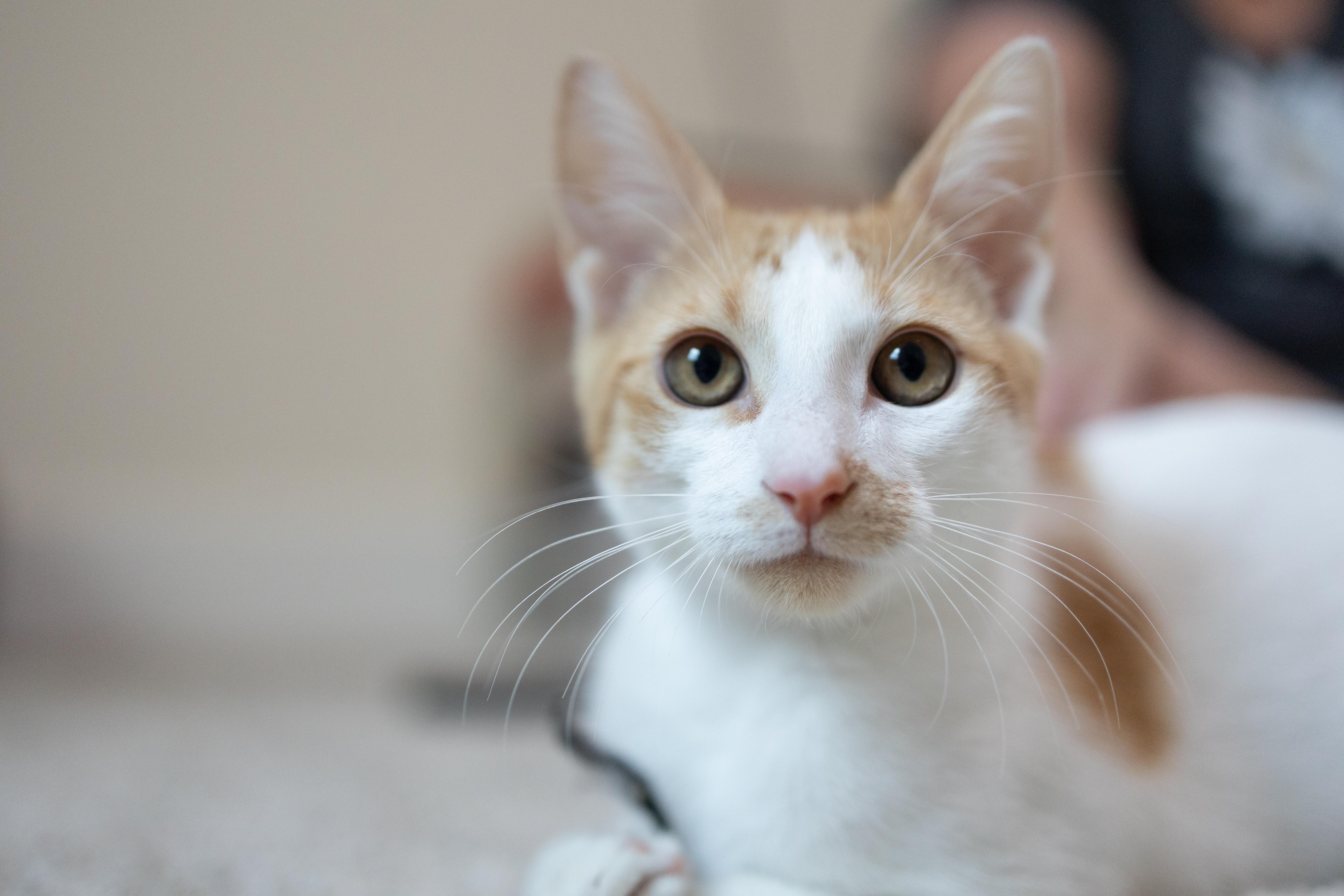 Alvin