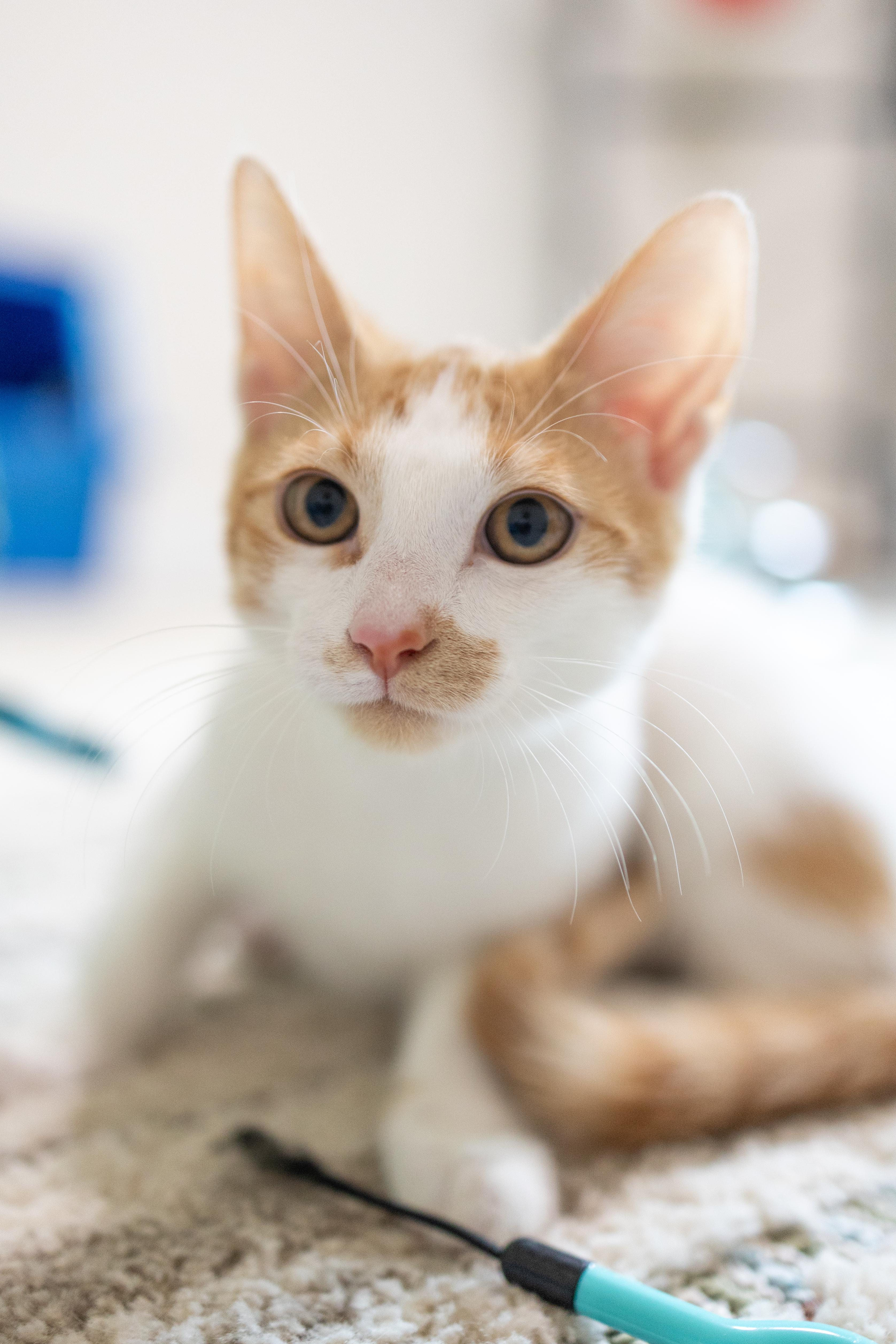 Enlarge Alvin, a Adoptable Domestic Short Hair in Avondale Estates, GA image 4/6