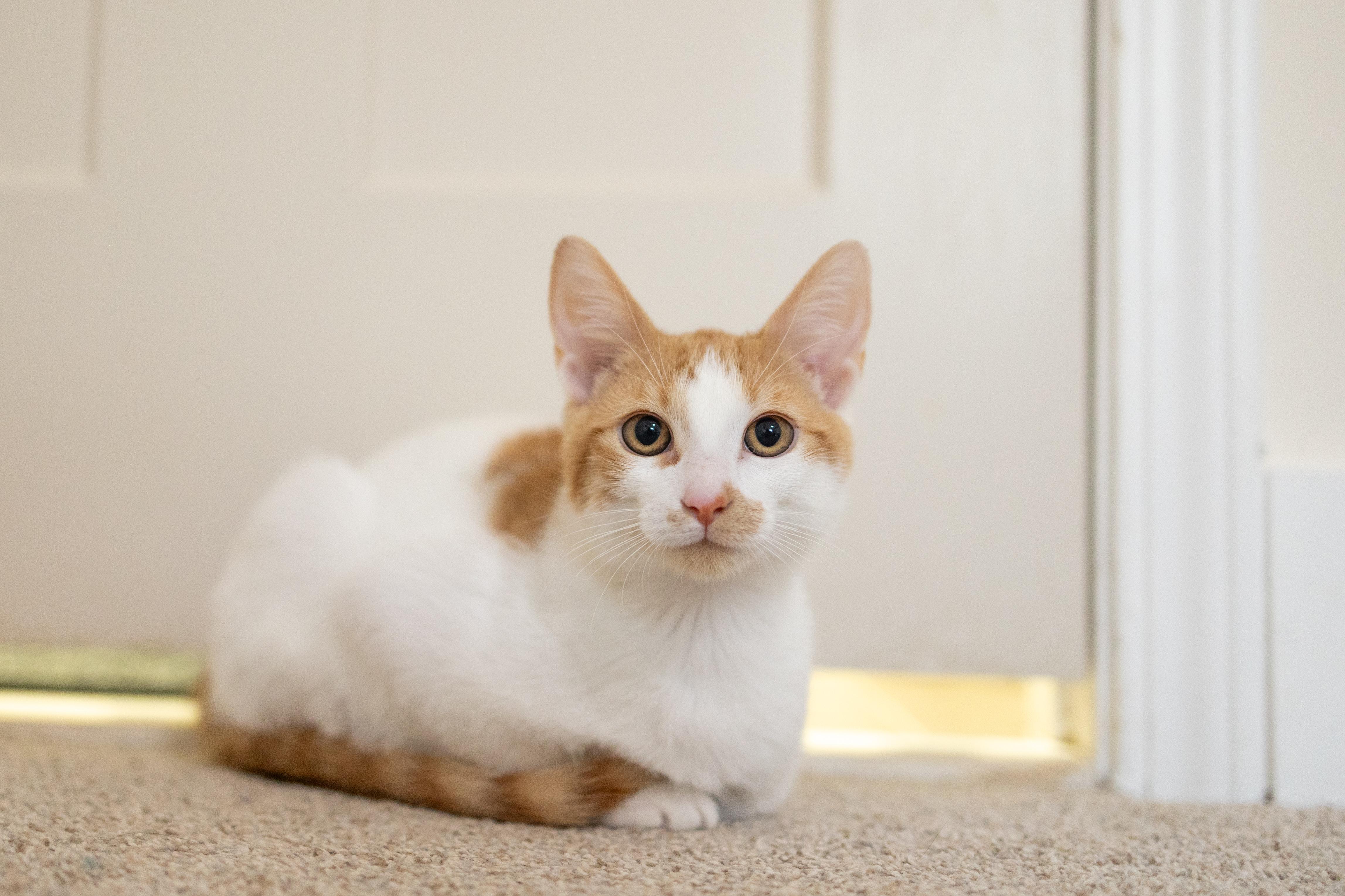 Enlarge Alvin, a Adoptable Domestic Short Hair in Avondale Estates, GA image 5/6