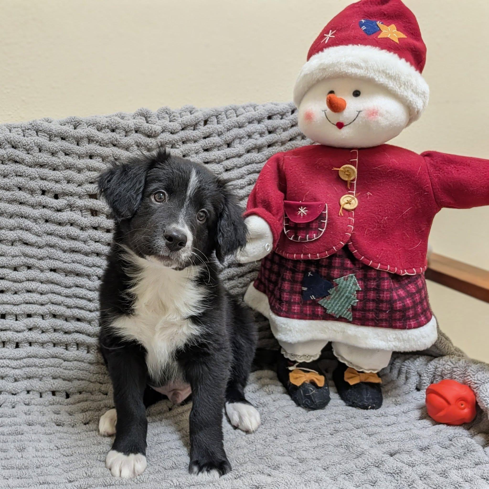 Bud, adopted, Puppy Male Mixed Breed.