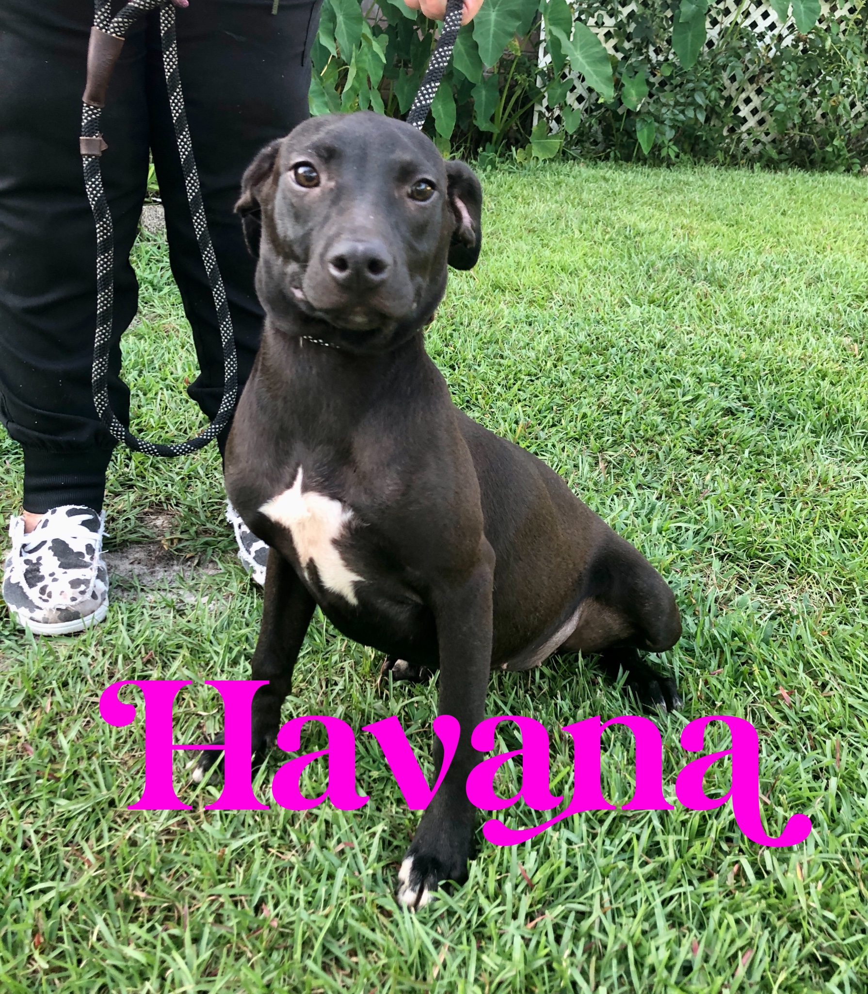 KENYA & HAVANA.…. Pitty/Chihuahua mixes!, an adoptable Pit Bull Terrier, Chihuahua in Cantonment, FL, 32533 | Photo Image 1