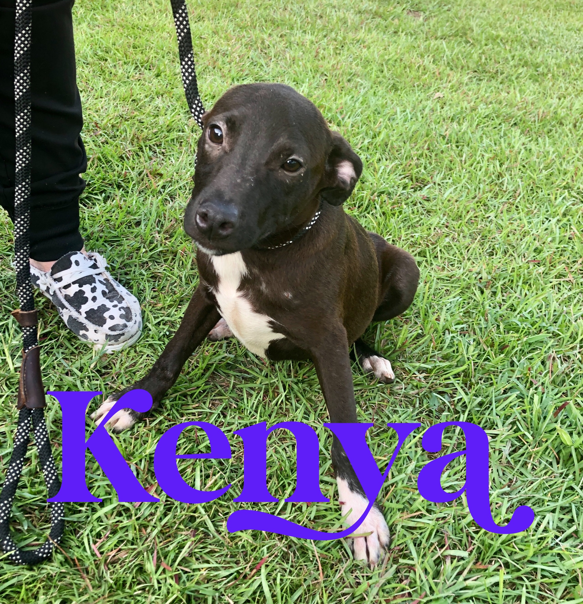 KENYA & HAVANA.…. Pitty/Chihuahua mixes!, an adoptable Pit Bull Terrier, Chihuahua in Cantonment, FL, 32533 | Photo Image 2