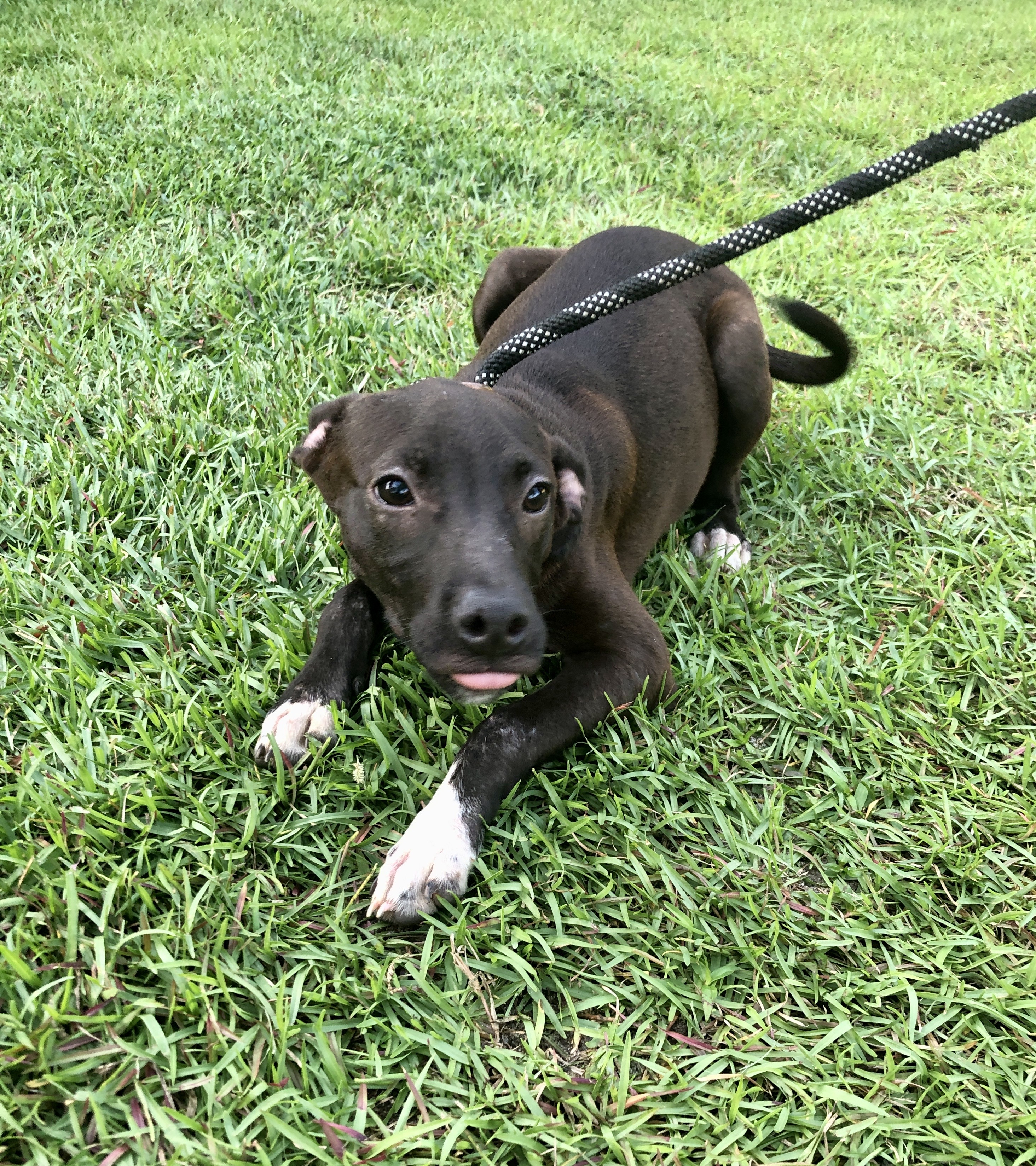 KENYA & HAVANA.…. Pitty/Chihuahua mixes!, an adoptable Pit Bull Terrier, Chihuahua in Cantonment, FL, 32533 | Photo Image 3