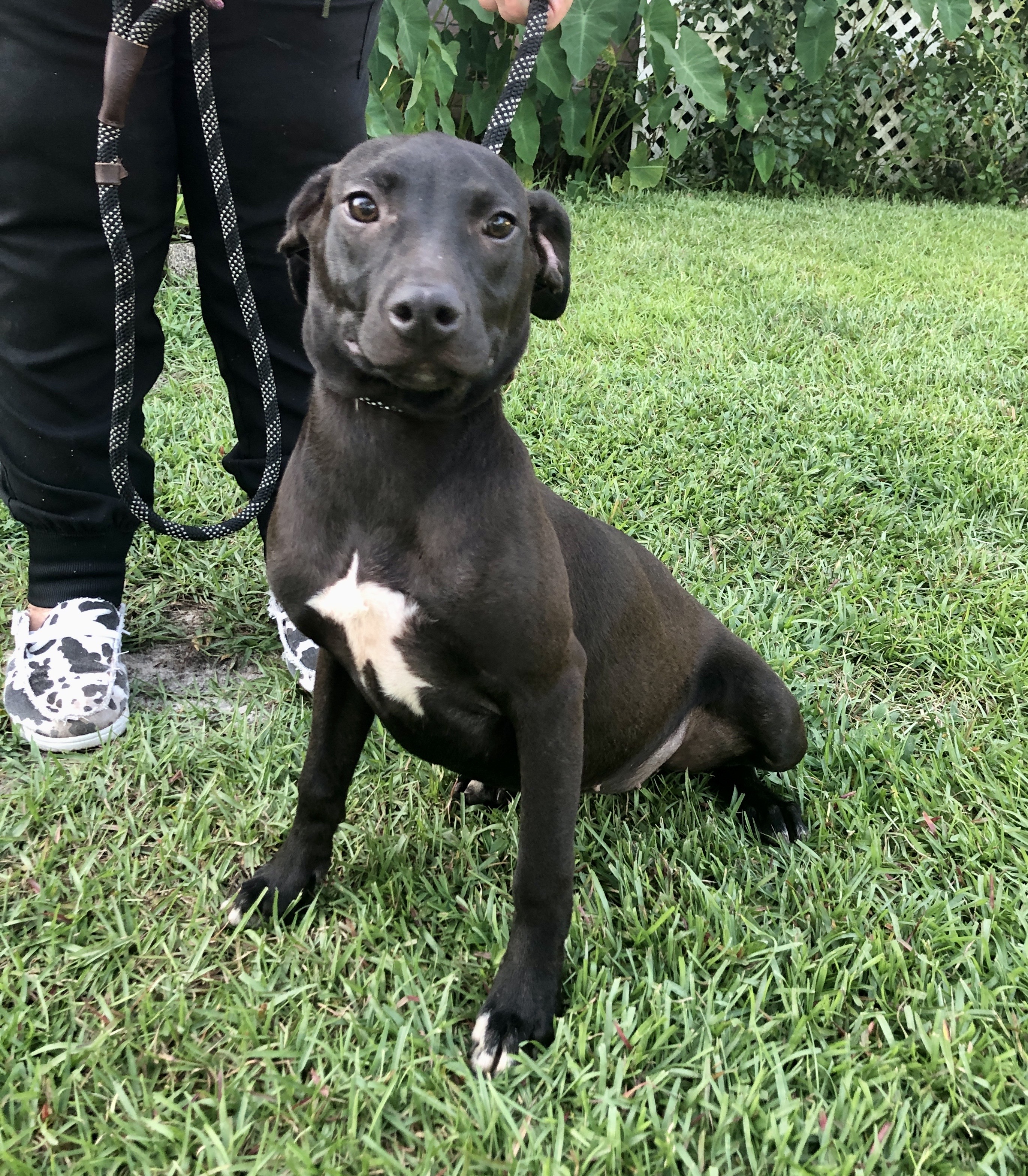 KENYA & HAVANA.…. Pitty/Chihuahua mixes!, an adoptable Pit Bull Terrier, Chihuahua in Cantonment, FL, 32533 | Photo Image 5