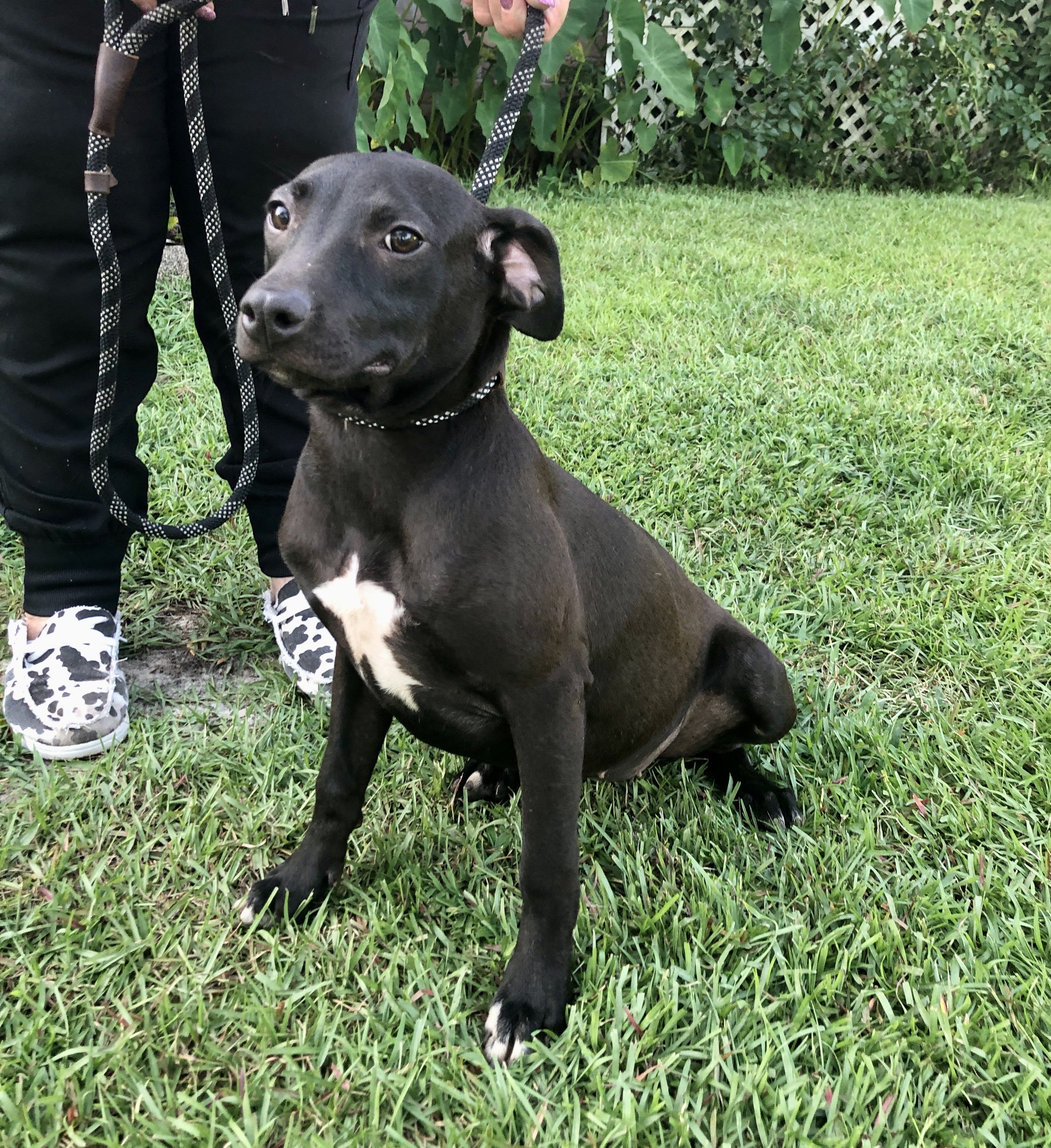 KENYA & HAVANA.…. Pitty/Chihuahua mixes!, an adoptable Pit Bull Terrier, Chihuahua in Cantonment, FL, 32533 | Photo Image 6