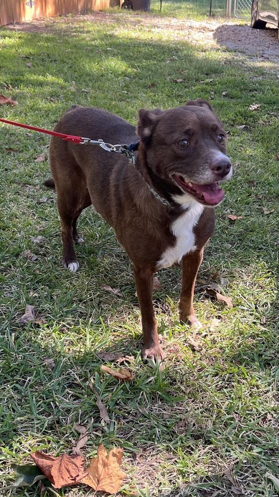 Junie, Adoptable, Senior Female Australian Kelpie & Terrier.