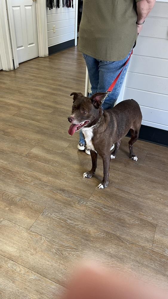 Enlarge Junie, a Adoptable mixed breed in Jackson, GA image 2/2