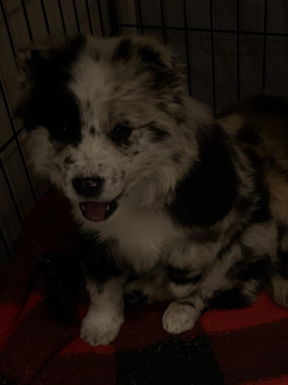 Emery , an adopted mixed breed in West Falls, NY image 3/4