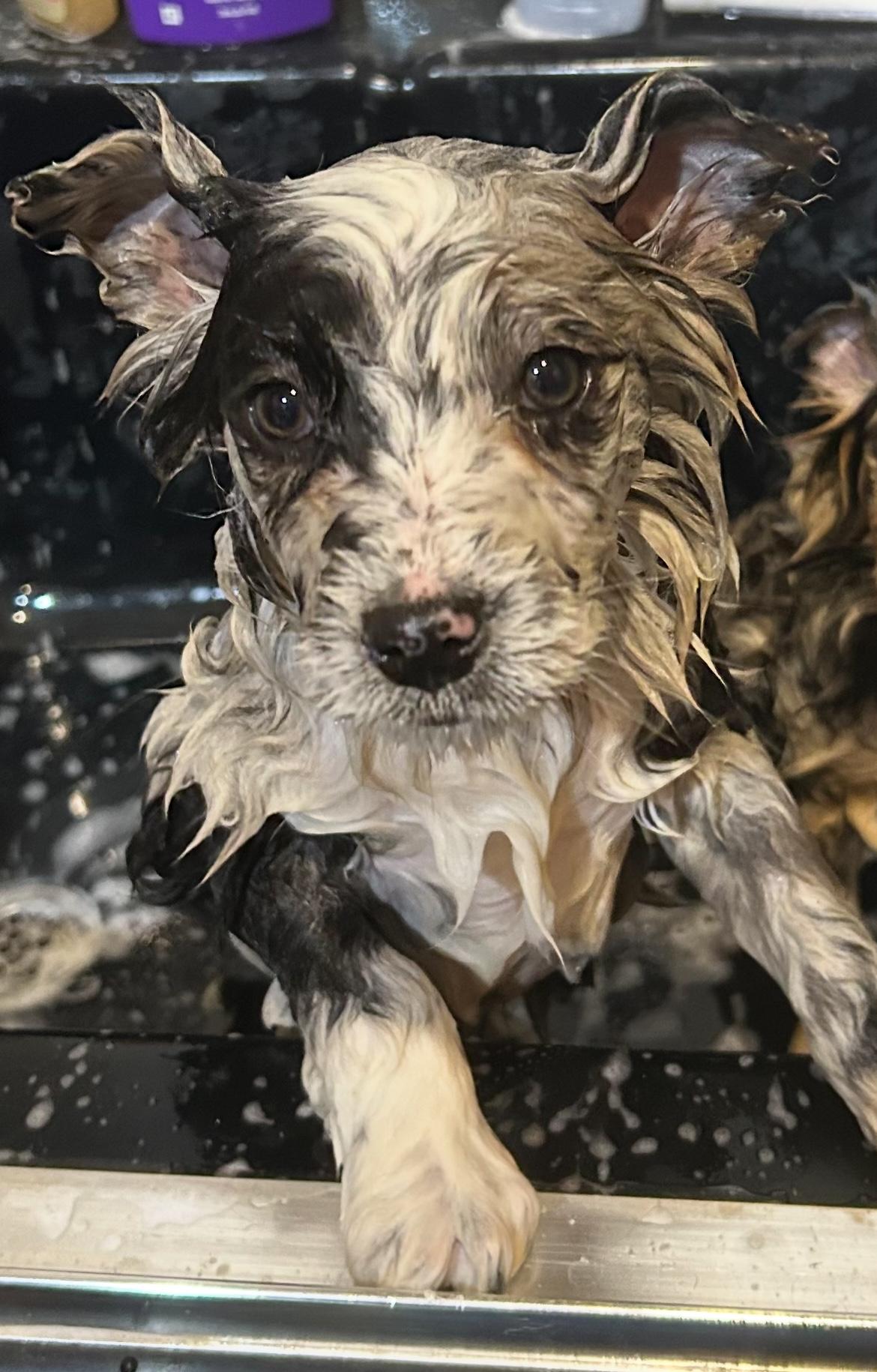 Emery , an adopted mixed breed in West Falls, NY image 4/4