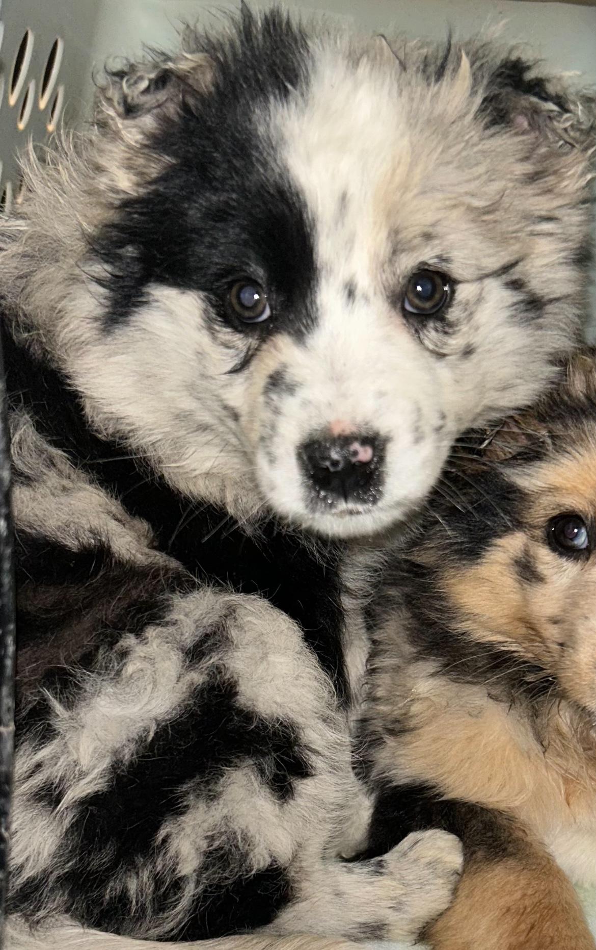 Emery , adopted, Puppy Female Australian Shepherd & Border Collie.
