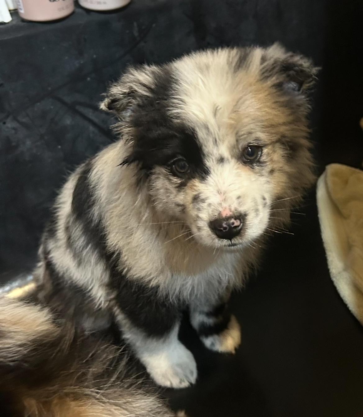 Emery , an adopted mixed breed in West Falls, NY image 2/4