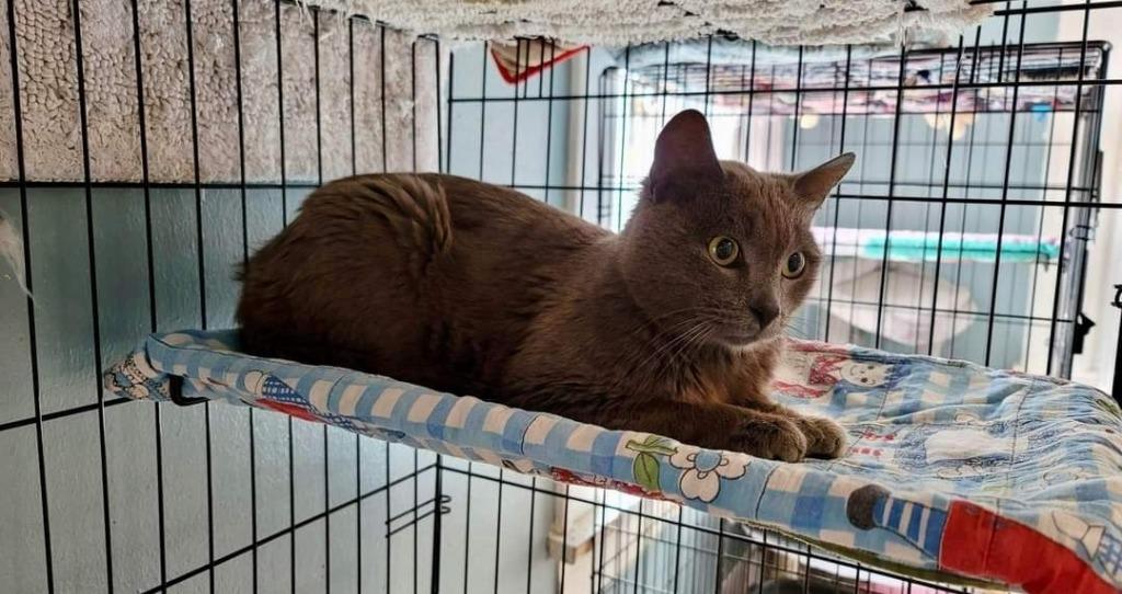 Monty, Adoptable, Adult Male Russian Blue.