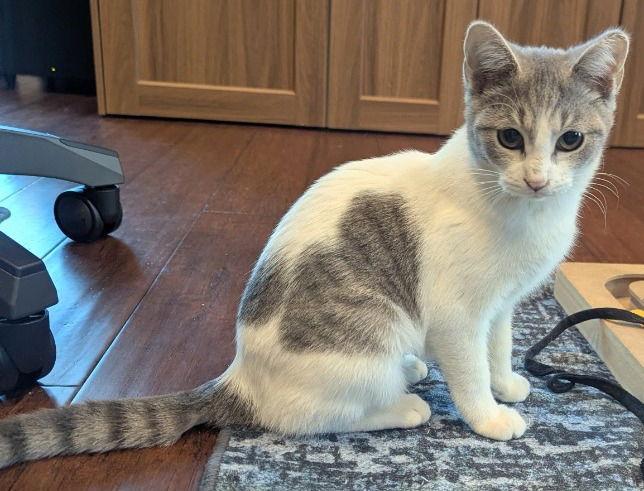 Cavatelli, Adopted, Kitten Female Domestic Short Hair.