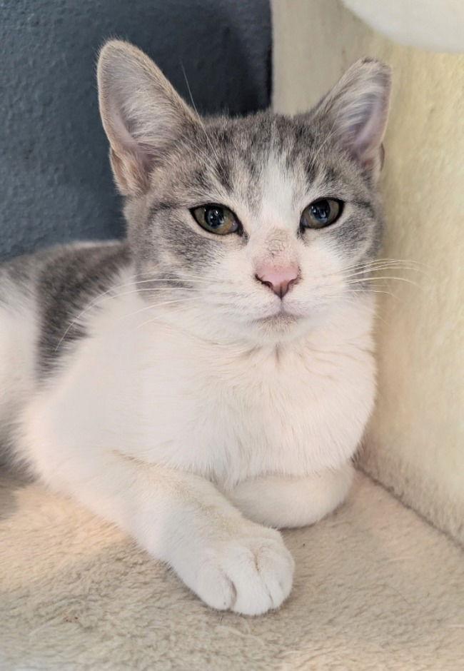 Enlarge Cavatelli, a Adopted Domestic Short Hair in Oviedo, FL image 3/3