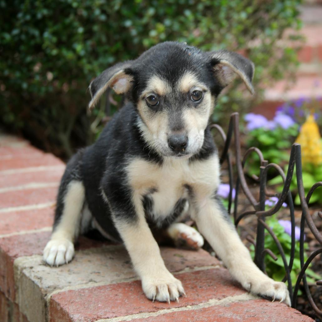 Enlarge CT Mimi avail May 16 (Tractor Supply- Putnam, CT), a Adoptable mixed breed in Stormville, NY image 3/3