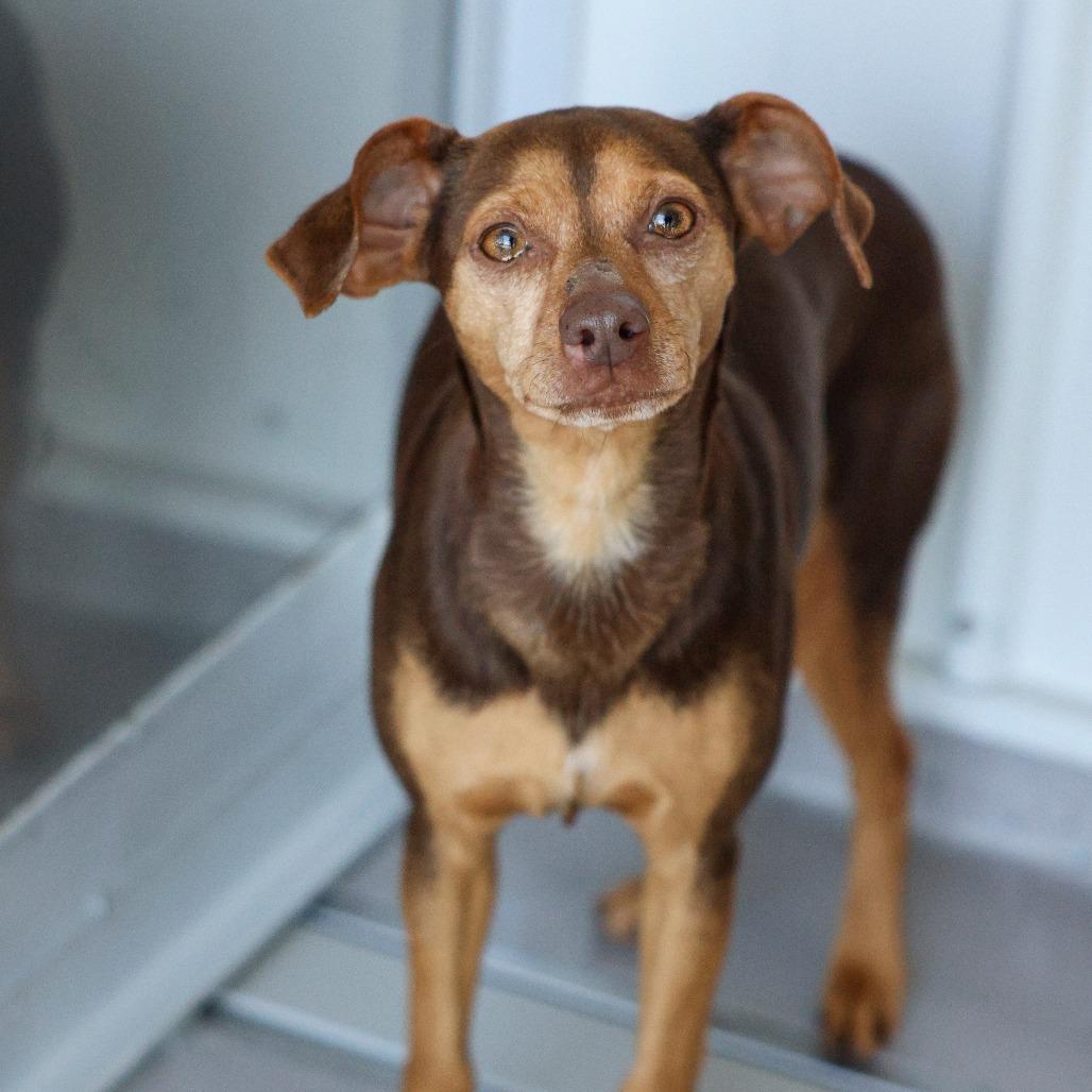 Enlarge Hazel, a Adoptable Terrier in Bradenton, FL image 1/3