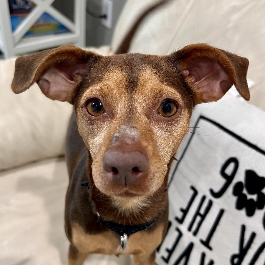Enlarge Hazel, a Adoptable Terrier in Bradenton, FL image 2/3