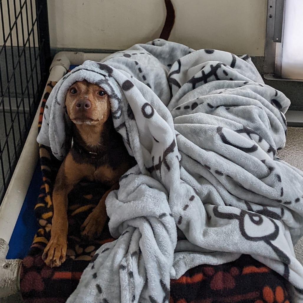 Enlarge Hazel, a Adoptable Terrier in Bradenton, FL image 3/3