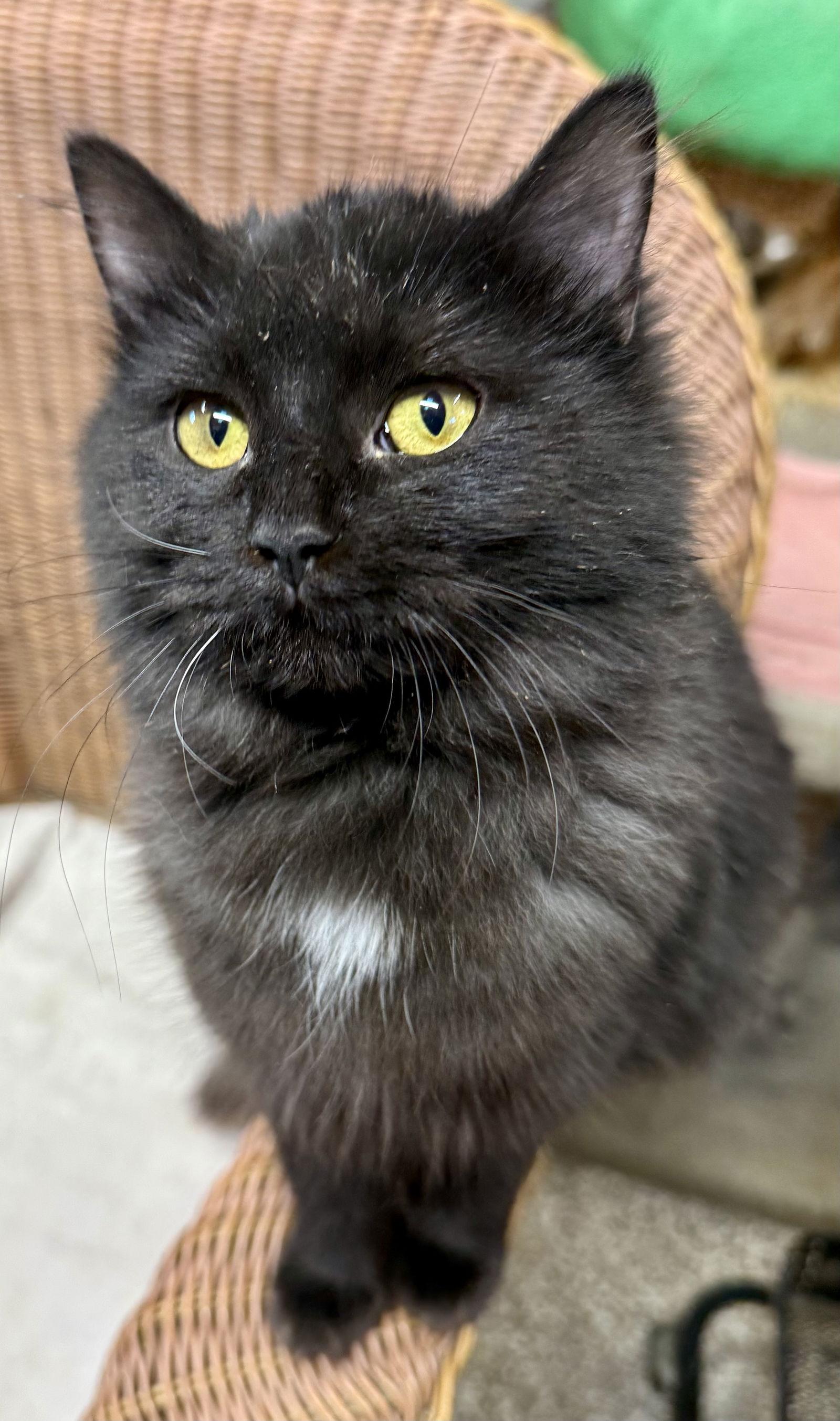 Bubbles, a Adopted Domestic Long Hair in Maywood, IL image 1/3