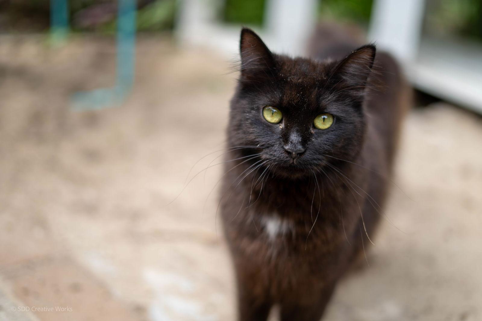 Bubbles, a Adopted Domestic Long Hair in Maywood, IL image 2/3