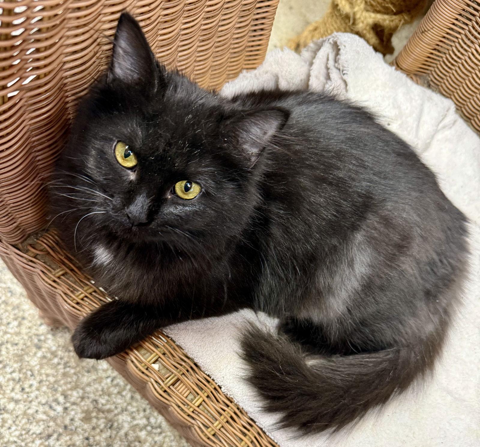 Bubbles, a Adopted Domestic Long Hair in Maywood, IL image 3/3