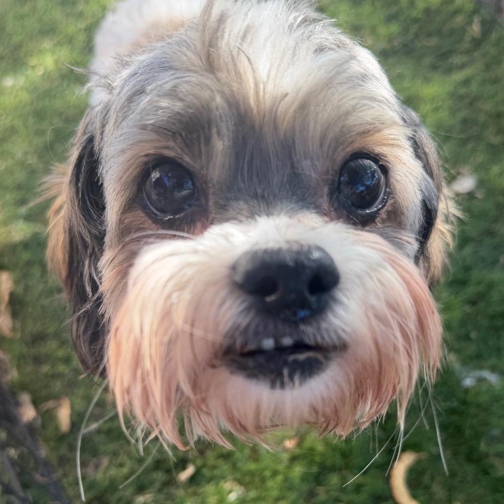 Bruno, Adoptable, Adult Male Shih Tzu & Mixed Breed.