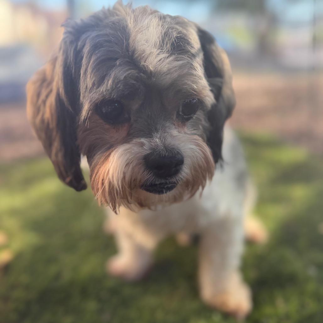 Enlarge Bruno, a Adoptable mixed breed in Phoenix, AZ image 2/4