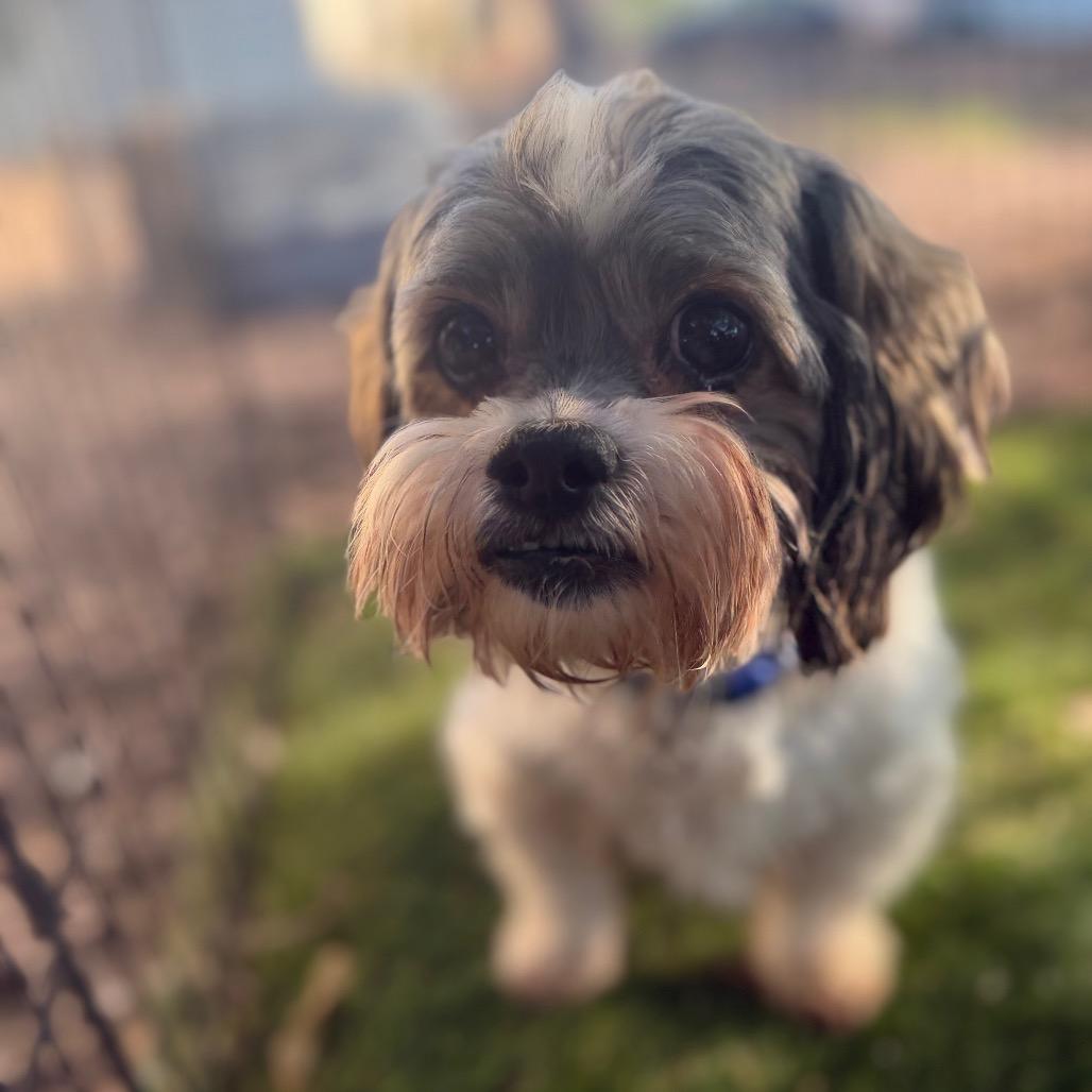 Enlarge Bruno, a Adoptable mixed breed in Phoenix, AZ image 3/4