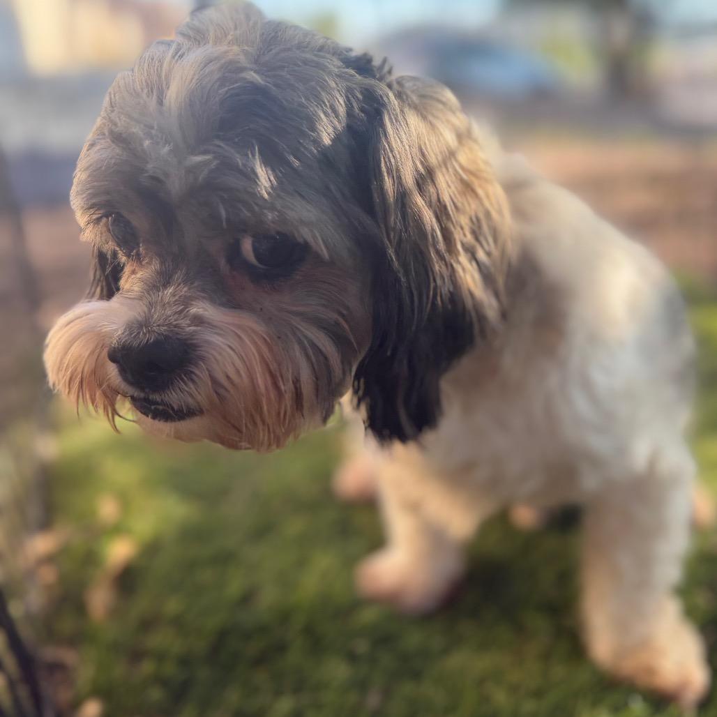 Enlarge Bruno, a Adoptable mixed breed in Phoenix, AZ image 4/4