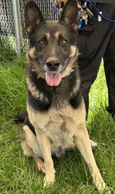 Junior — thumbnail 2