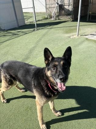 Junior — thumbnail 3