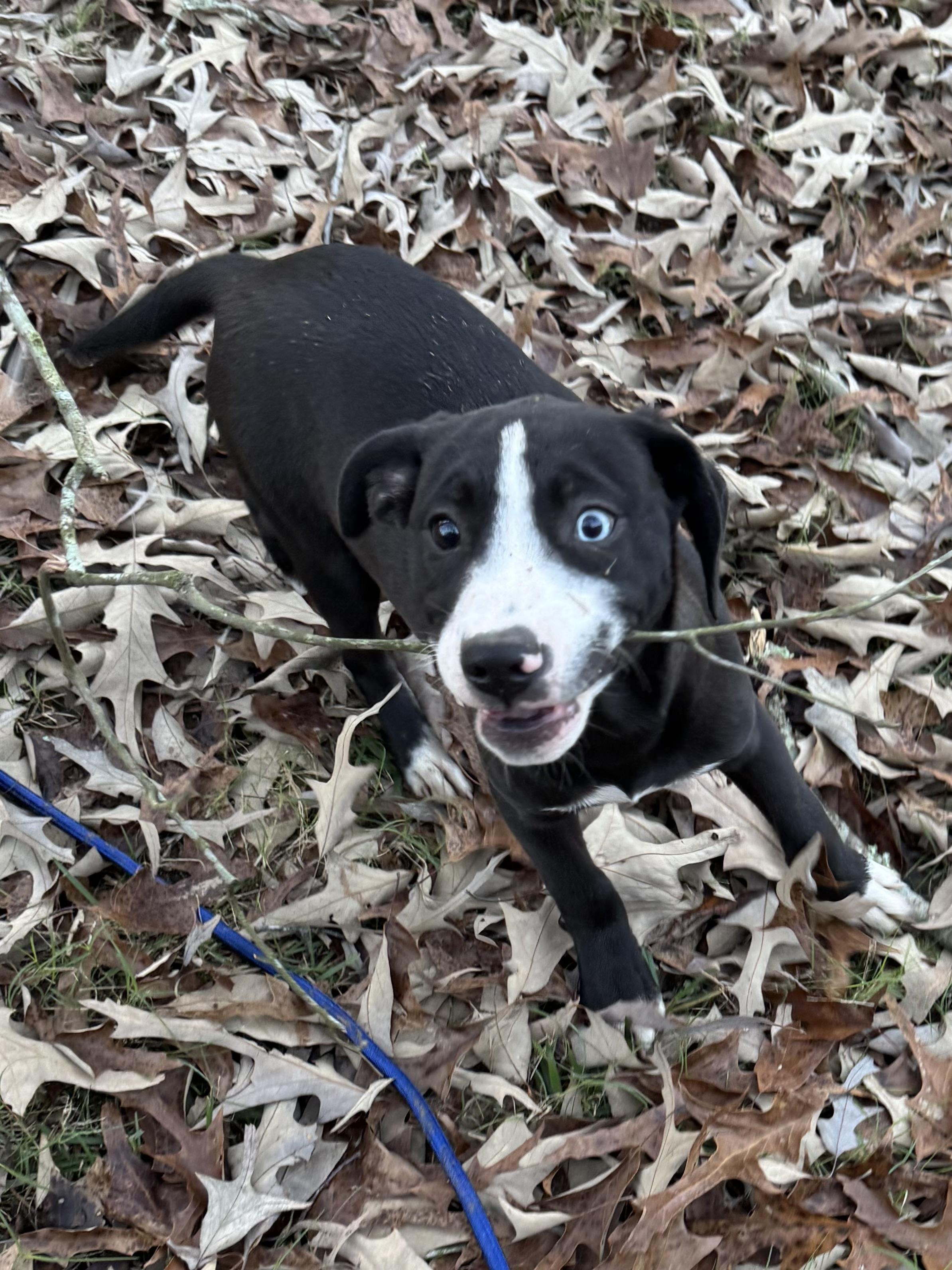 Evangeline thumbnail 2