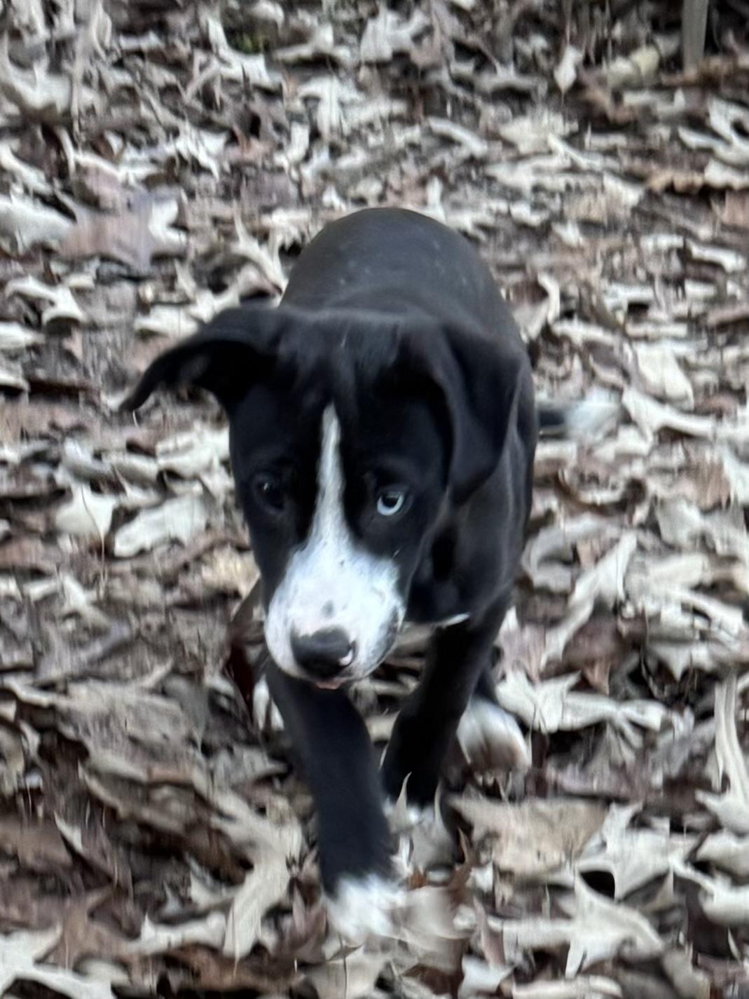 Evangeline thumbnail 3