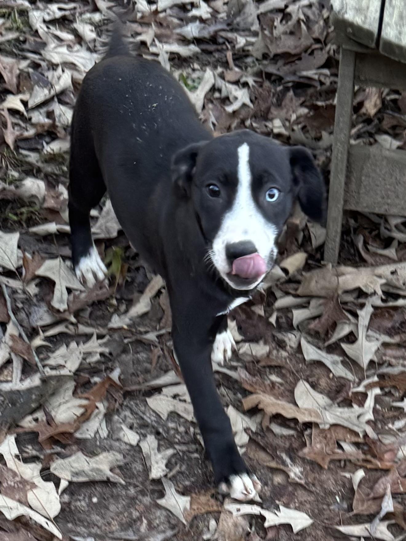 Evangeline thumbnail 4