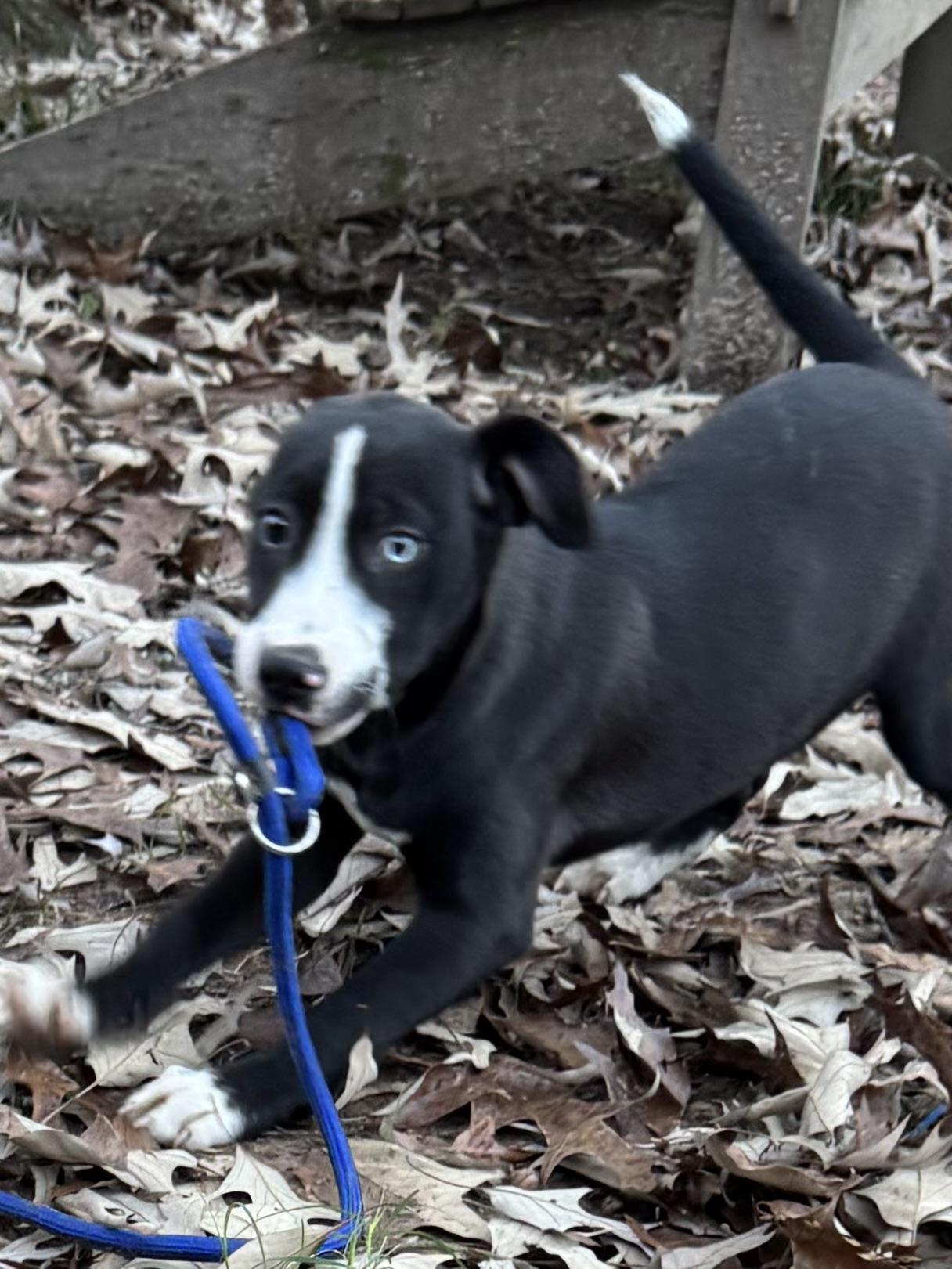 Evangeline thumbnail 6