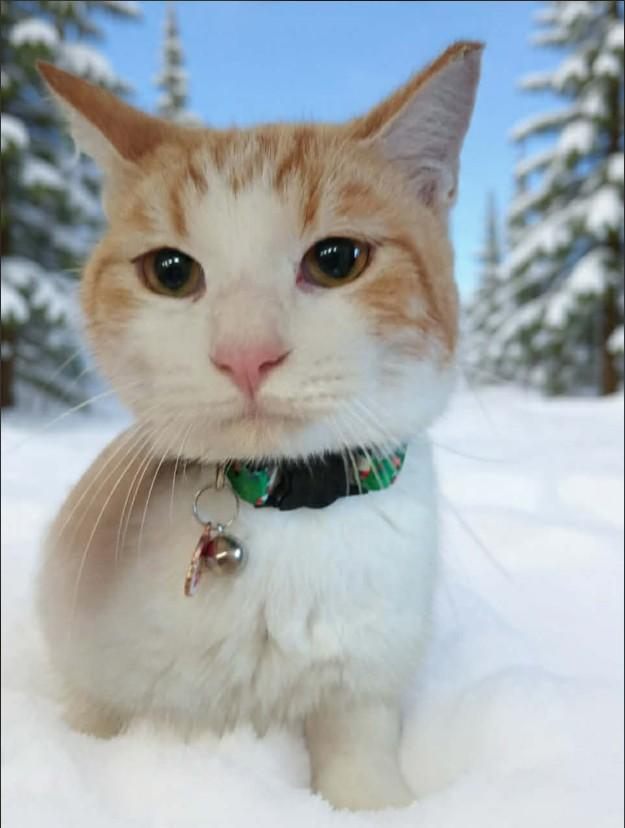 CHESTNUT - FFPR, Adoptable, Adult Male Domestic Short Hair.