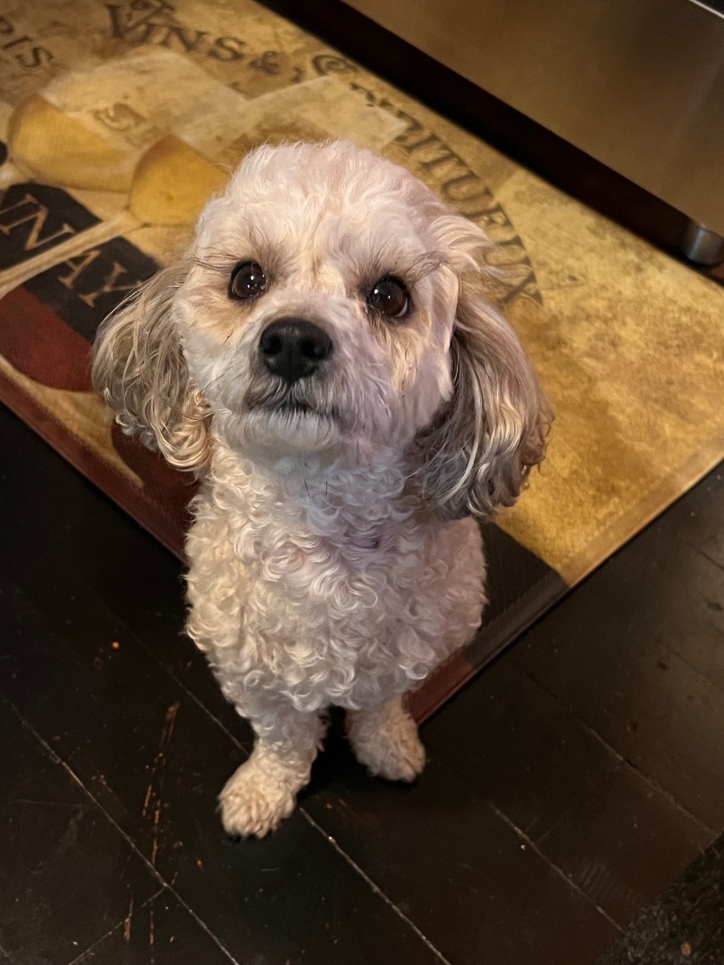Charlotte , Adopted, Young Female Miniature Poodle.