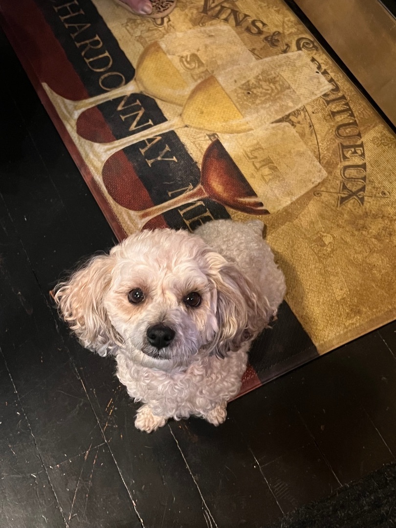 Charlotte , a Adopted Miniature Poodle in Englewood, NJ image 2/2