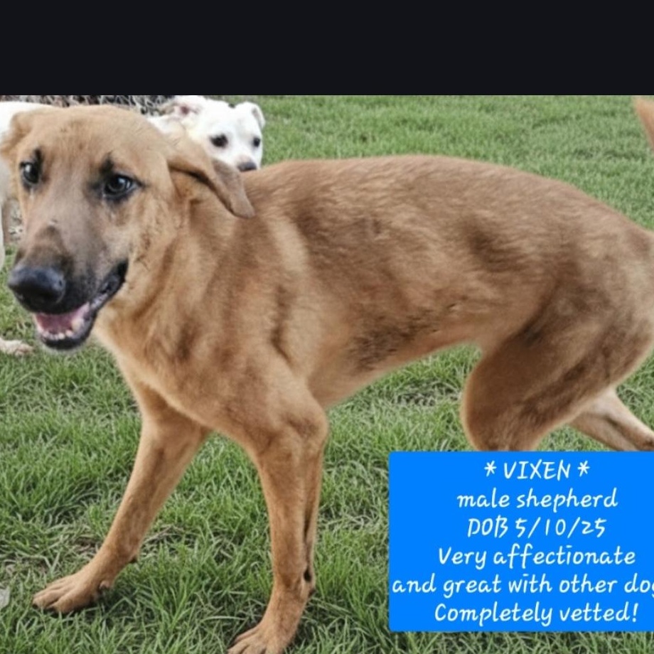 VIXEN, Adoptable, Young Male German Shepherd Dog.