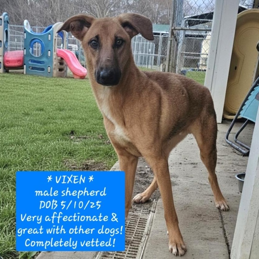 VIXEN, a Adoptable German Shepherd Dog in Athens, AL image 2/2