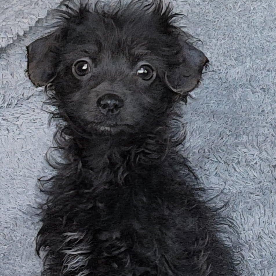 Rebel, a Adoptable mixed breed in Spanaway, WA image 1/6