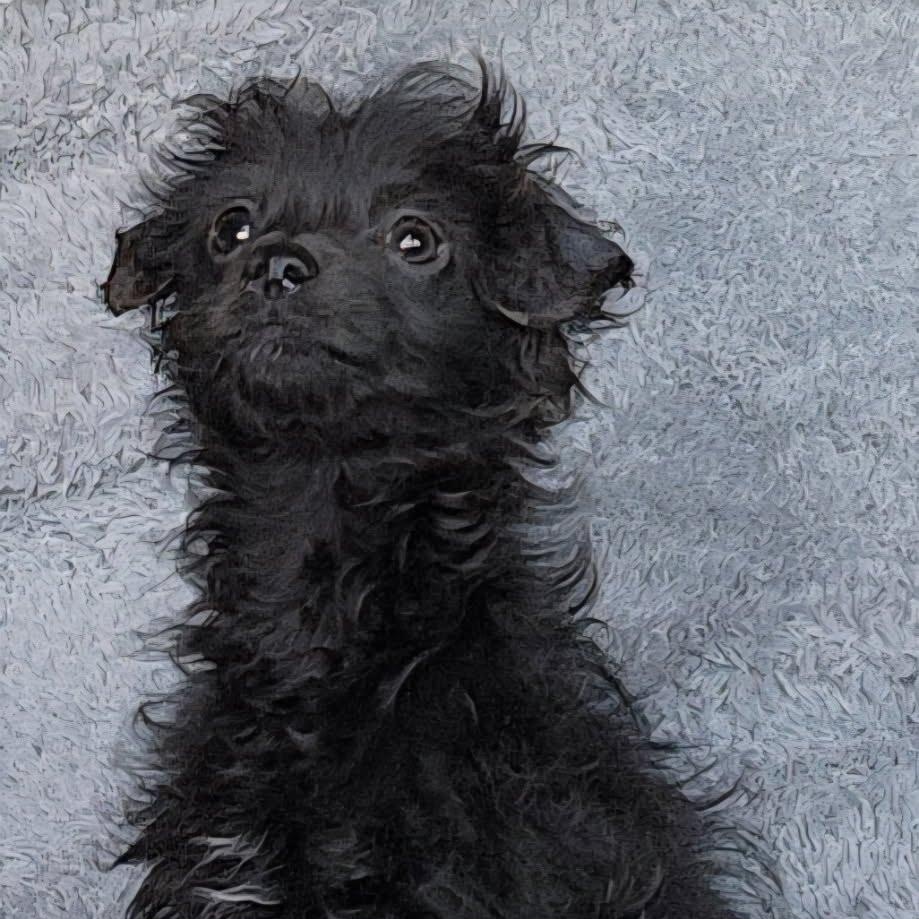 Rebel, a Adoptable mixed breed in Spanaway, WA image 5/6