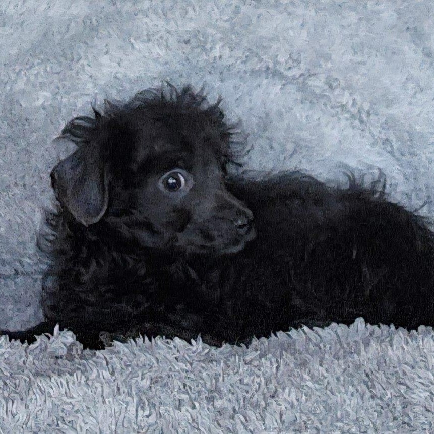 Rebel, a Adoptable mixed breed in Spanaway, WA image 6/6