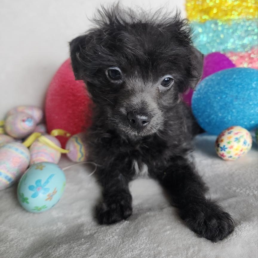 Rebel, Adoptable, Puppy Male Chihuahua.