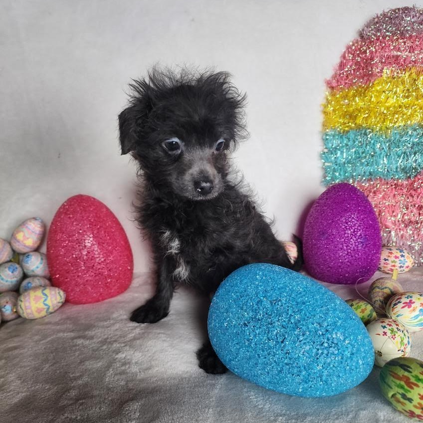 Enlarge Rebel, a Adoptable mixed breed in Spanaway, WA image 3/4