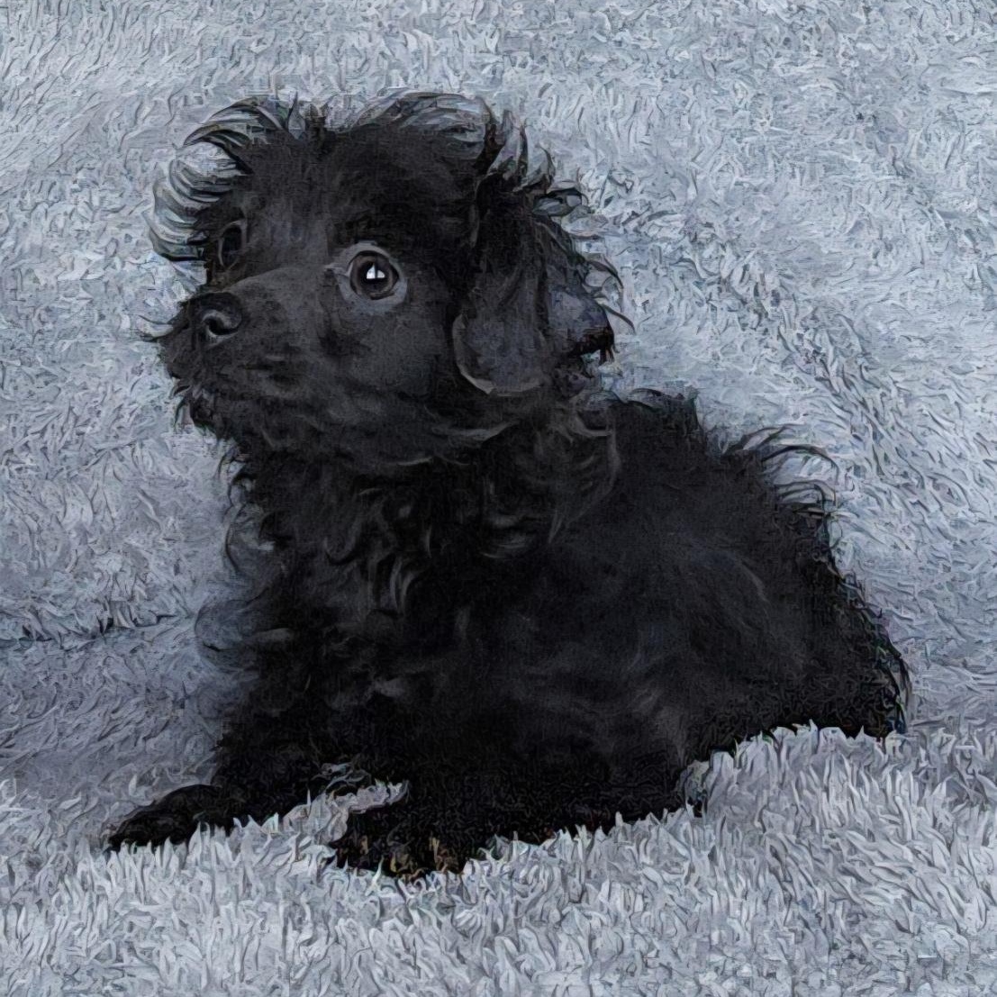 Rebel, a Adoptable mixed breed in Spanaway, WA image 2/6